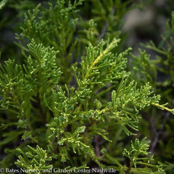 #2 Juniperus chin Daub&#39;s Frosted/ Spreading Chinese Juniper