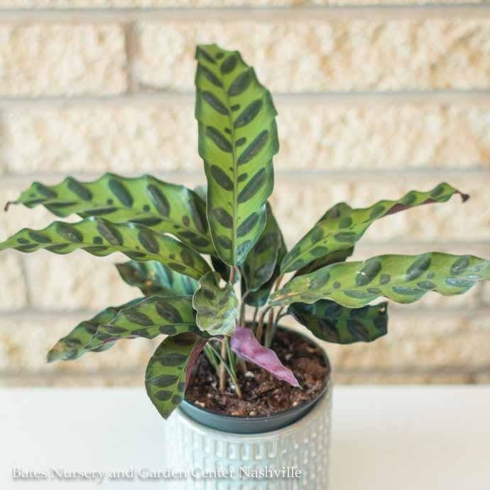 4p! Calathea Lancifolia /Tropical