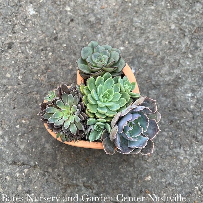 4P Terracotta Heart w/ Succulent Combo