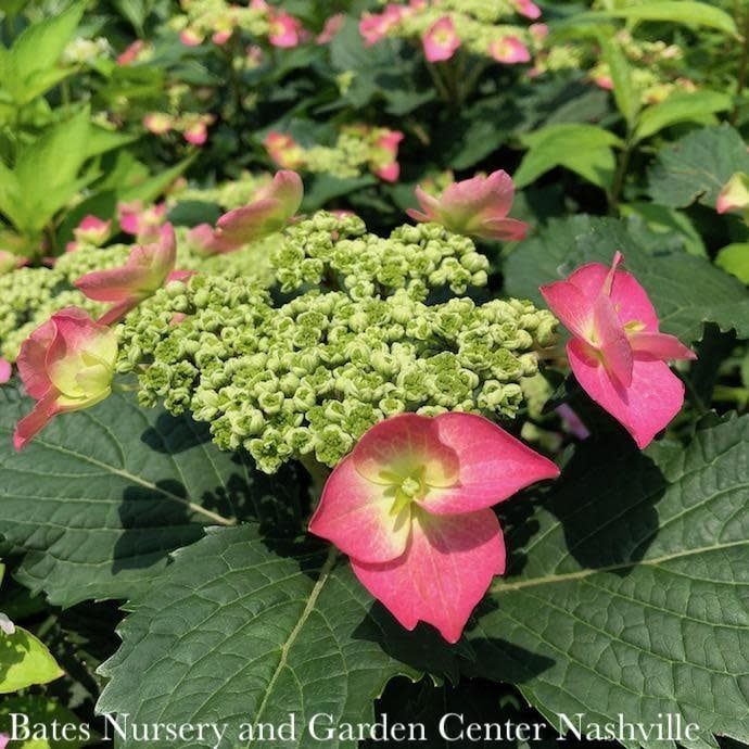 #2 Hydrangea serr Seaside Serenade &#39;Cape May&#39;/ Mountain/ Dwarf Blue to Pink Lacecap