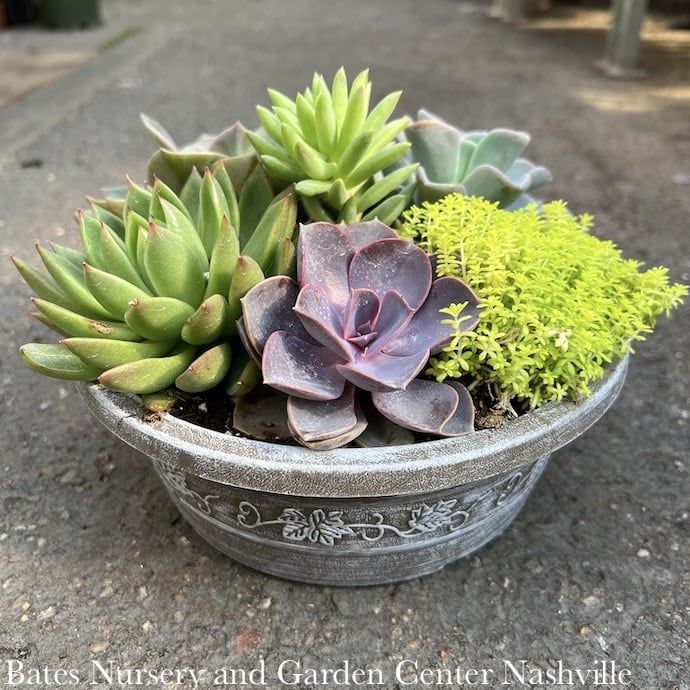 Tropical 8P Savannah Planter w/ Succulent Combo