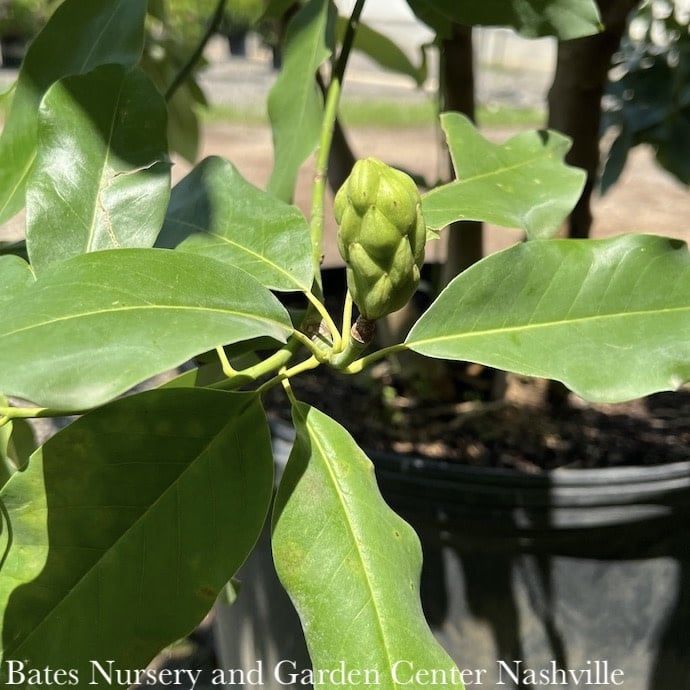 #15 Magnolia virginiana/  MULTI STEM Deciduous Sweetbay Native (TN)