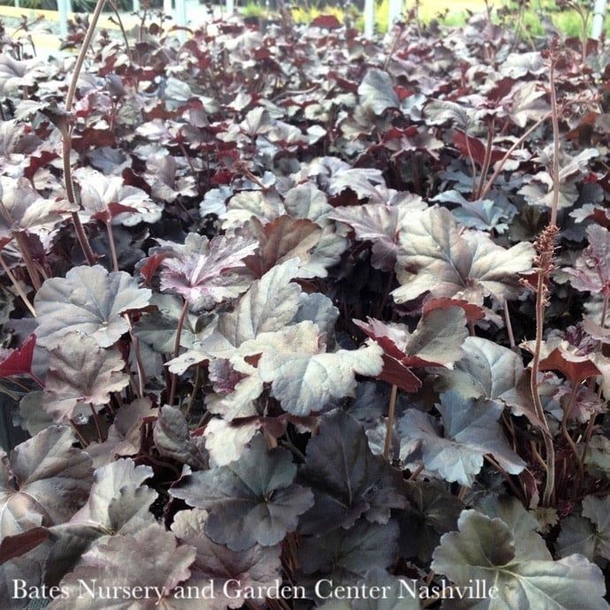 #1 Heuchera x Obsidian/ Black Coral Bells