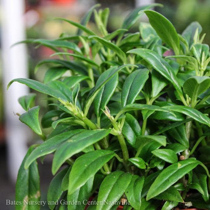 6hb! Columnea /Goldfish Plant /Tropical