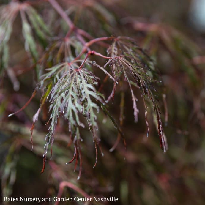 #10 Acer pal var diss Crimson Queen/ Weeping Red Japanese Maple