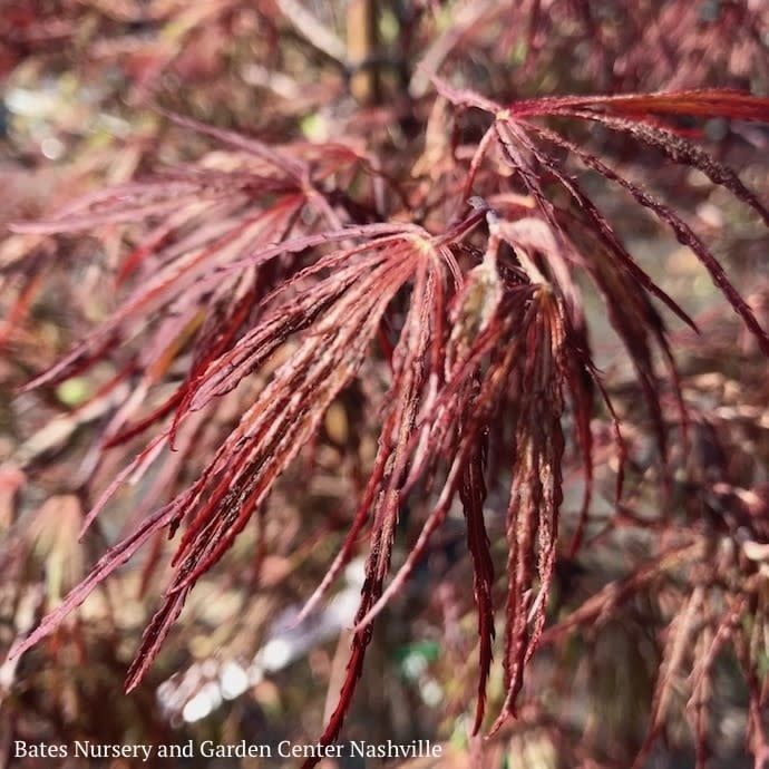 #10 Acer pal var diss Crimson Queen/ Weeping Red Japanese Maple