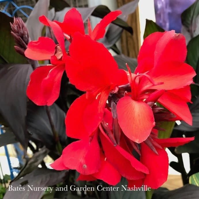 Tropical #1 Canna Cannova Bronze Scarlet - No Warranty