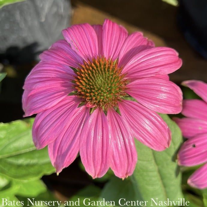 QP Echinacea pur PowWow Wild Berry/ Coneflower Native (TN)