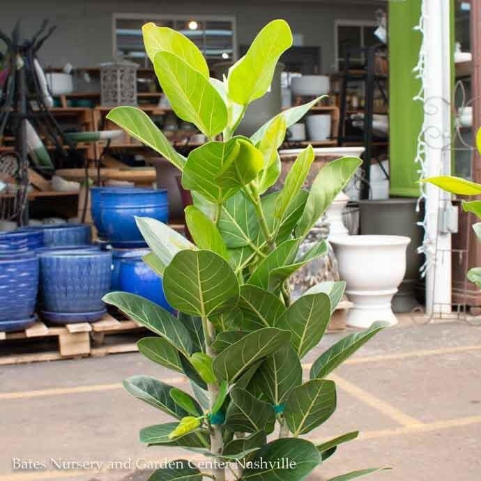 6p! Ficus Audrey Bush /Tropical
