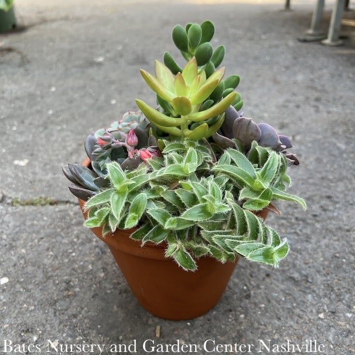 Tropical 6P Clay Pot w/ Succulent Combo