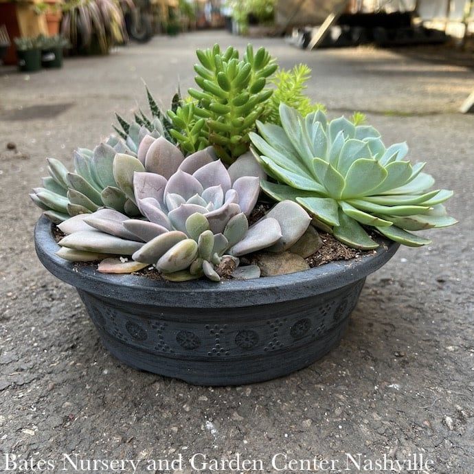 Tropical 10P Whitney Planter w/ Succulent Combo