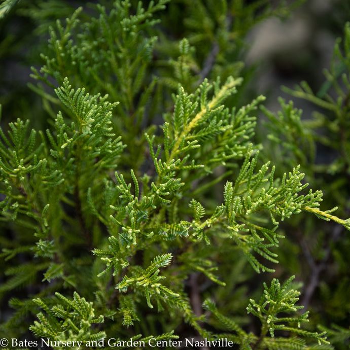 #1 Juniperus chin Daub&#39;s Frosted/ Spreading Chinese Juniper