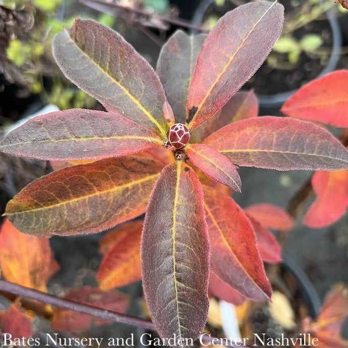 #3 Rhododendron periclymenoides/ Deciduous Pinxterbloom Azalea Native (TN)