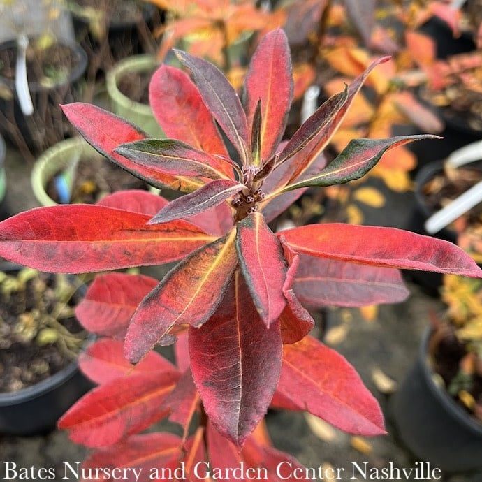 #3 Rhododendron periclymenoides/ Deciduous Pinxterbloom Azalea Native (TN)