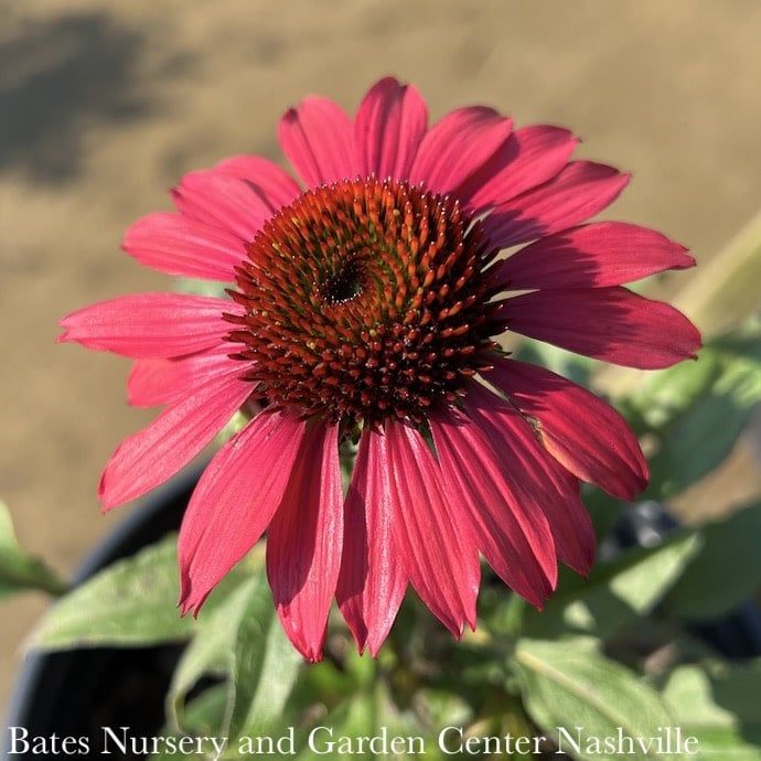 #1 Echinacea x PW Sombrero &#39;Baja Burgundy&#39;/ Coneflower