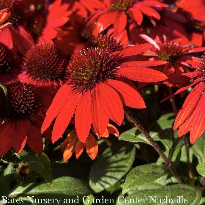 #1 Echinacea x PW Sombrero &#39;Sangrita&#39;/ Red Coneflower