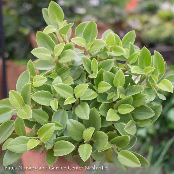 4p! Peperomia Pixie Lime /Tropical