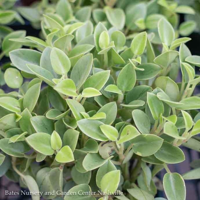 4p! Peperomia Pixie Lime /Tropical