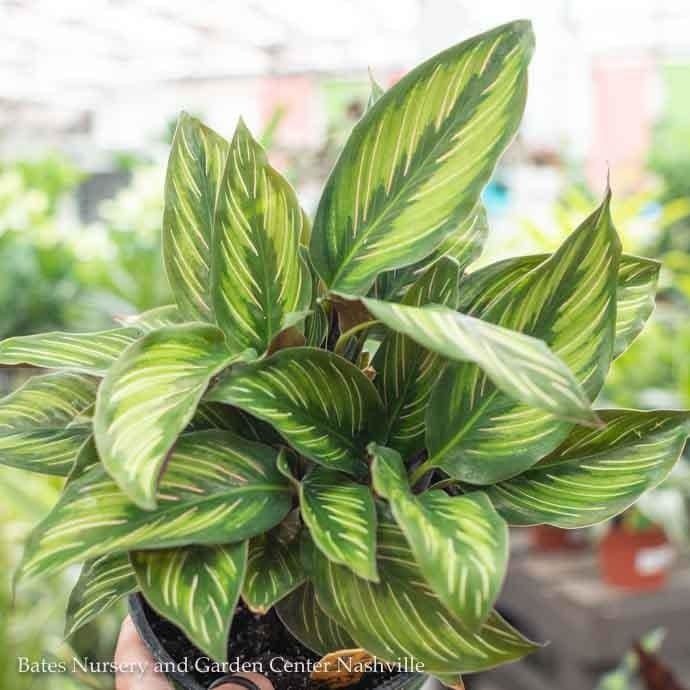 6p! Calathea Beauty Star /Tropical