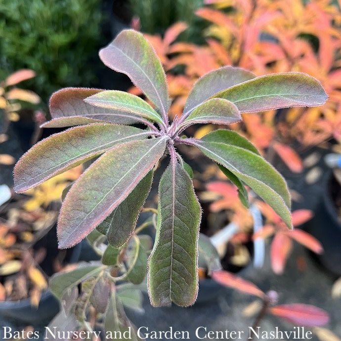 #3 Rhododendron canescens/ Pink Deciduous Piedmont Azalea Native (TN)