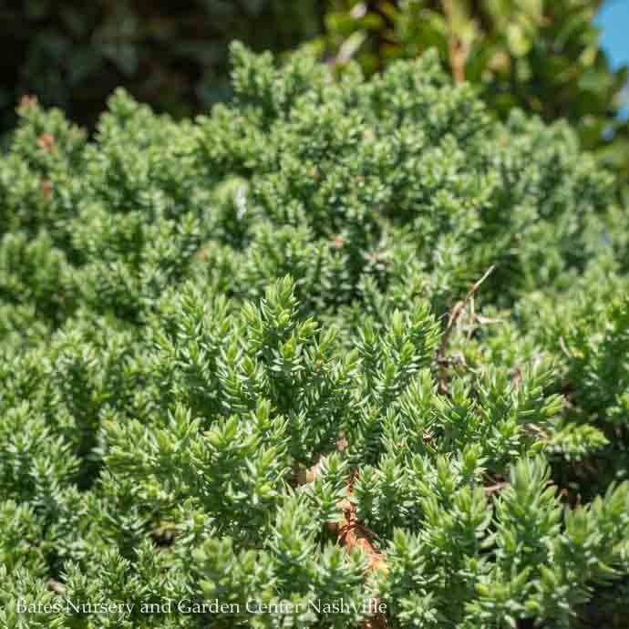 LPP(4p) Juniperus proc Nana/ Dwarf Japanese Garden Juniper