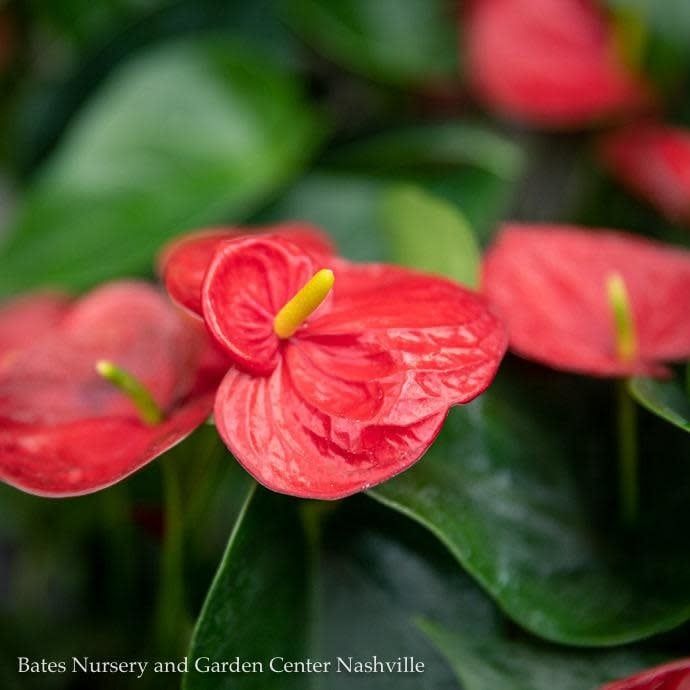 6p! Anthurium Assorted /Tropical