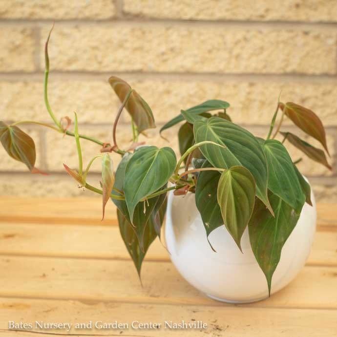 4p! Philodendron Micans /Tropical