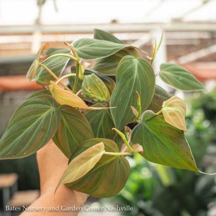 4p! Philodendron Micans /Tropical