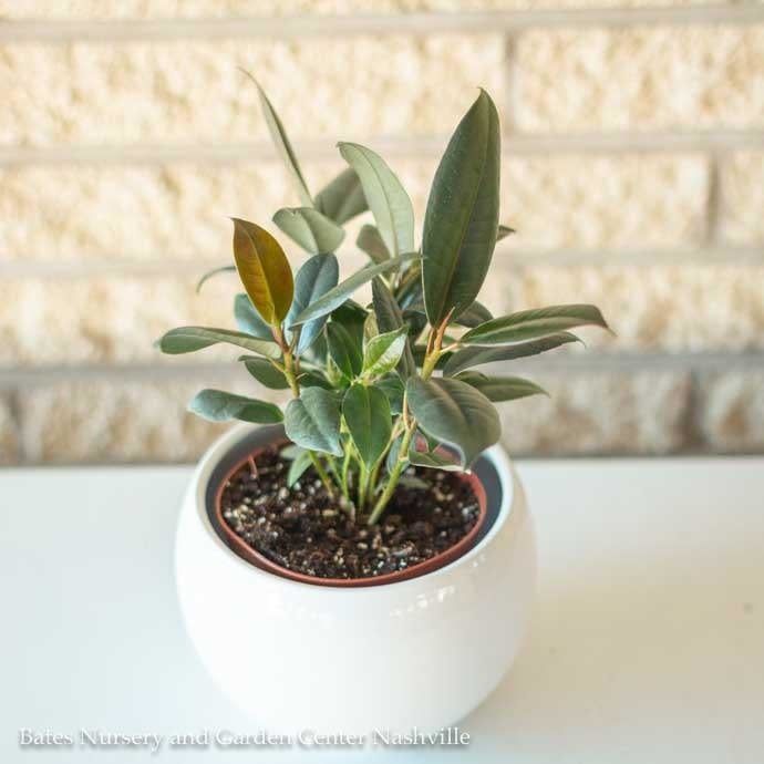 4p! Ficus elastica Burgundy / RubberTree /Tropical