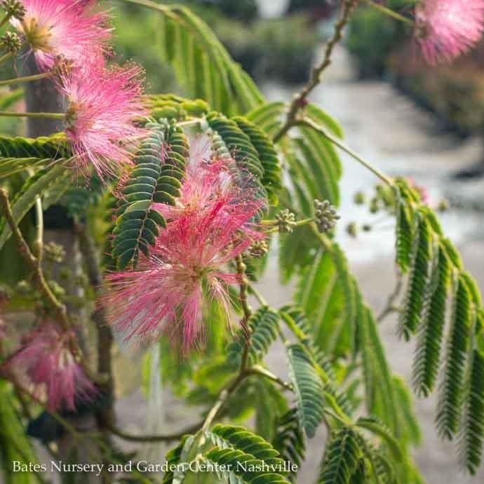 #5 Albizia jul Ombrella/ Mimosa Tree