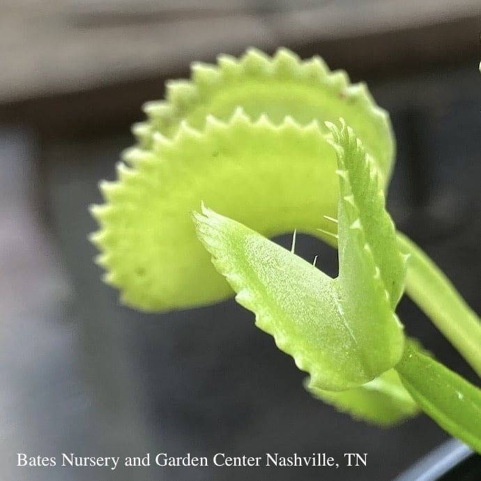 3p! Carnivorous Venus Fly Trap  /Tropical