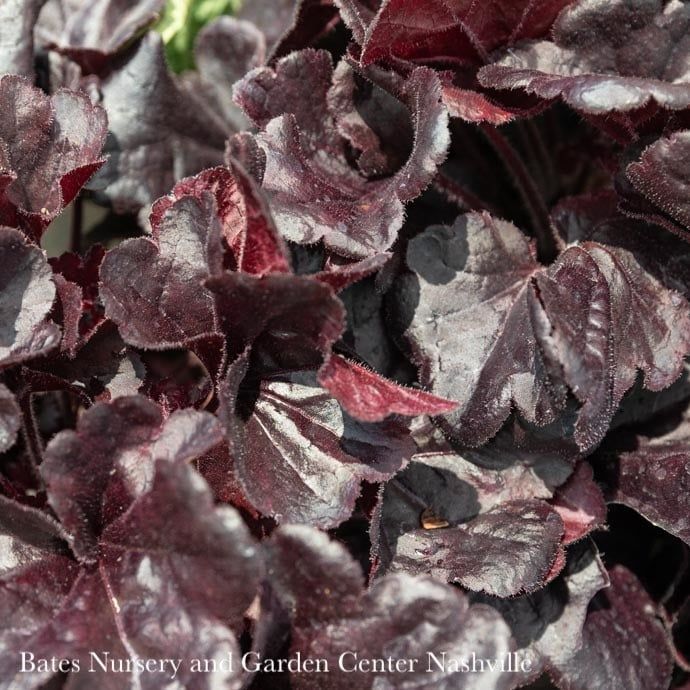 #1 Heuchera x Sirens&#39; Song &#39;Dark n Bright&#39;/ Coral Bells