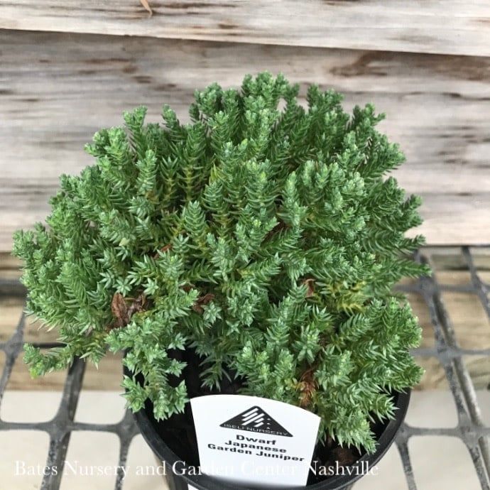 LPP(4p) Juniperus proc Nana/ Dwarf Japanese Garden Juniper