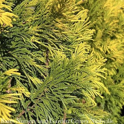 3 Thuja plicata SL '4EVER' Forever Goldy/Pyramidal Arborvitae