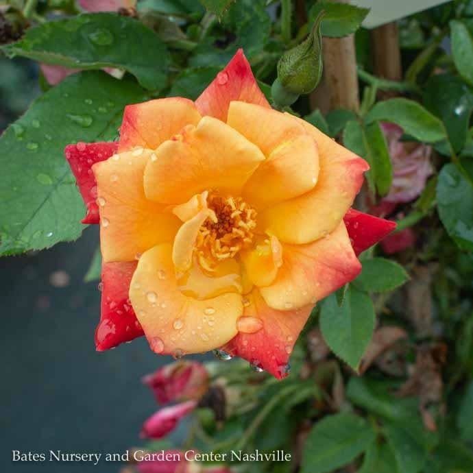 #3 Rosa Joseph&#39;s Coat/ Multicolor Climbing Rose - No Warranty