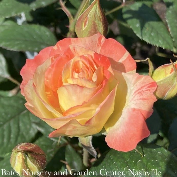 #3 Rosa Chihuly/ Yellow, Red Floribunda Rose - No Warranty