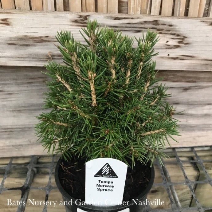 LPP(4p) Picea ab Tompa/ Dwarf Norway Spruce