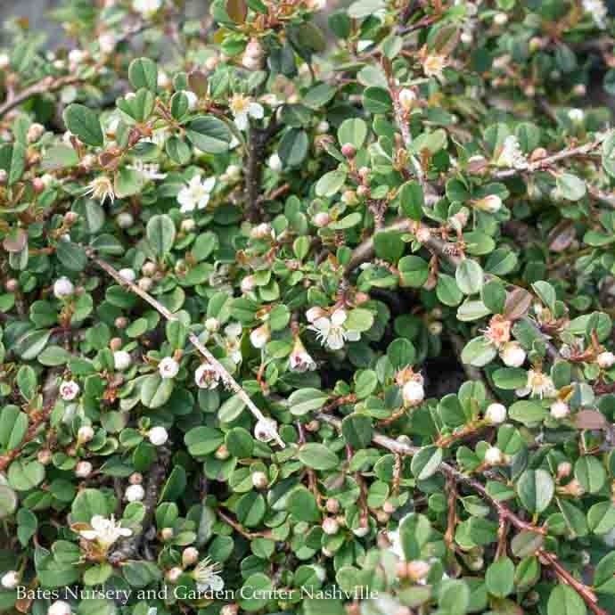 LPP(4p) Bonsai Starter Cotoneaster dammeri Streibs Findling - No Warranty
