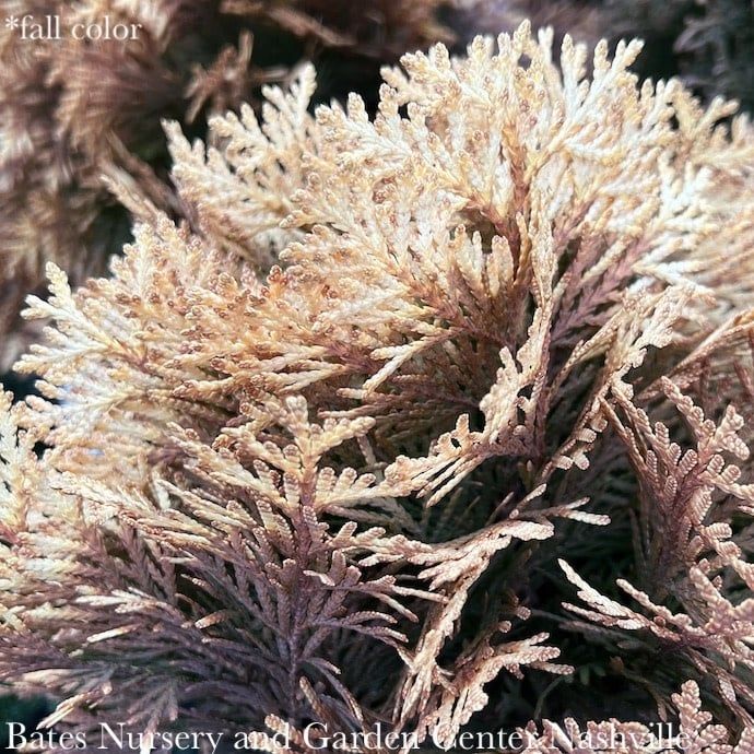 #2 Thuja occ PW Anna&#39;s Magic Ball/ Globe Arborvitae