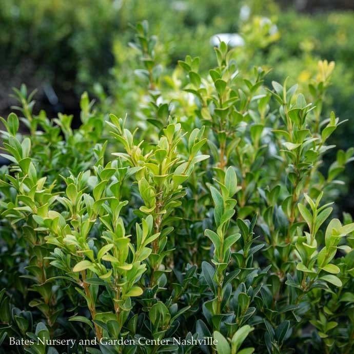Topiary 3 Ball Poodle #10 Buxus sempervirens/ American Boxwood