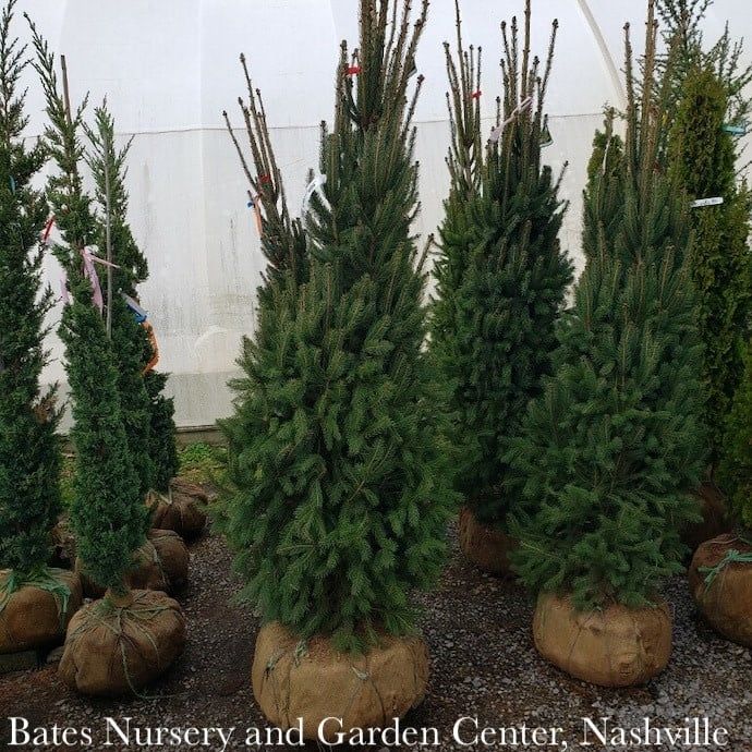 5-6&#39; Picea ab Cupressina/ Columnar Norway Spruce - No Warranty