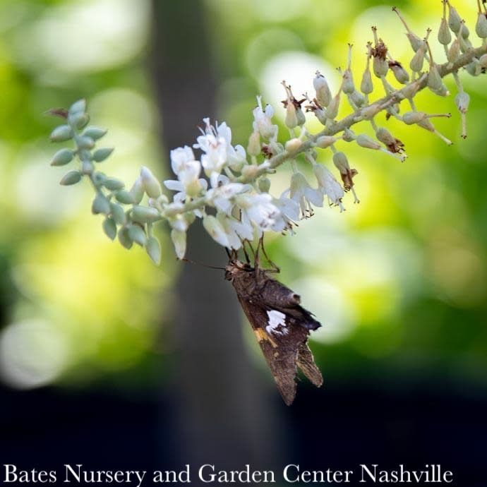 #5 Clethra alnifolia PW Crystalina &#39;Sugartina&#39;/ White Summersweet Native (TN)