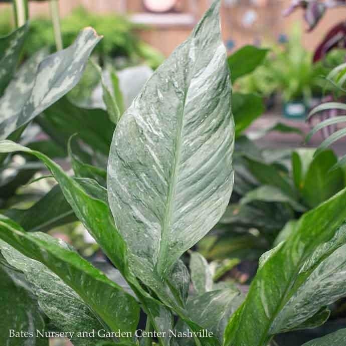 6p! Spathiphyllum Domino / Variegated Peace Lily /Tropical