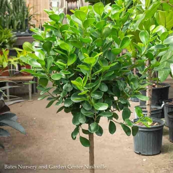 14p! Ficus Moclame STD /Tropical