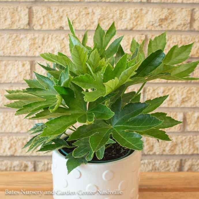 6p! Fatsia japonica Spider&#39;s Web / Variegated Japanese Aralia /Tropical