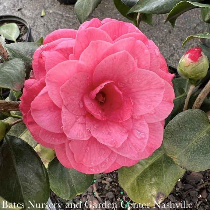 #7 Camellia japonica April Rose/ Rose-red Double - No Warranty