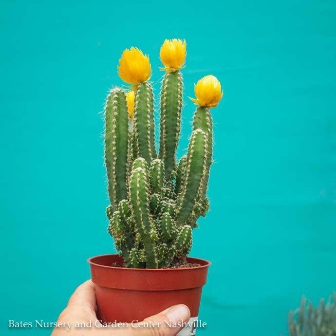 4p! Cactus Fairy Castle  /Tropical