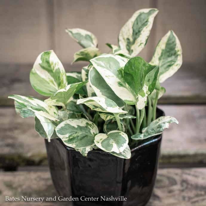 4p! Pothos Pearl &amp; Jade /Devil&#39;s Ivy /Tropical