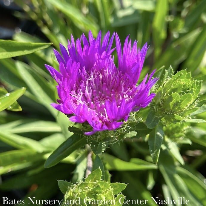 #1 Stokesia laevis Honeysong Purple/ Stoke&#39;s Aster Native (R)