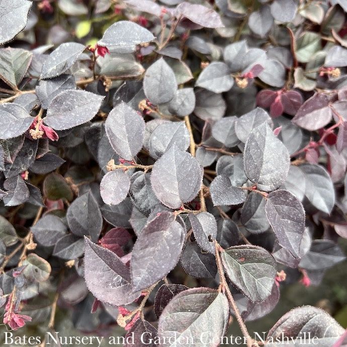 #2 Loropetalum chin Ever Red MINI/ Fringeflower -  No Warranty